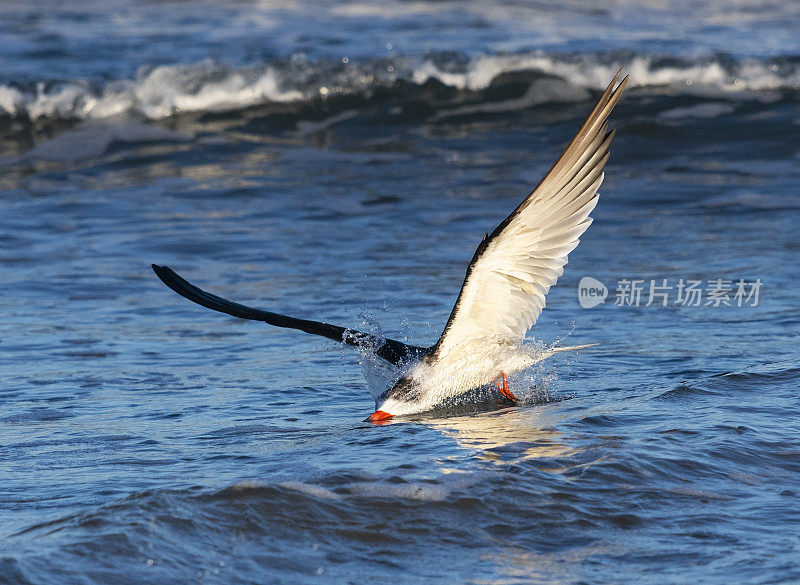 黑Skimmer, rynchops niger，在飞行中进食